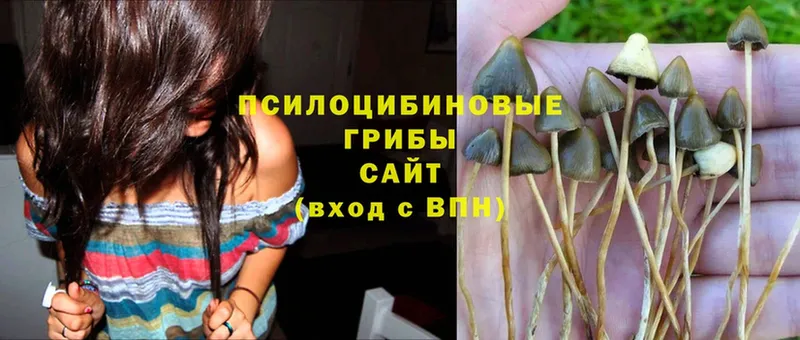 хочу наркоту  Набережные Челны  Псилоцибиновые грибы Psilocybe 